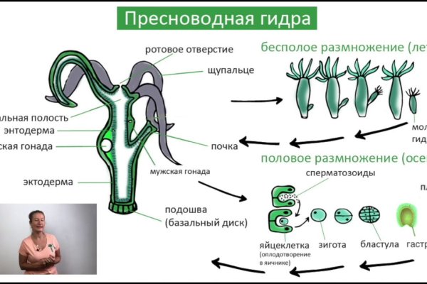 Гидра зайти кракен
