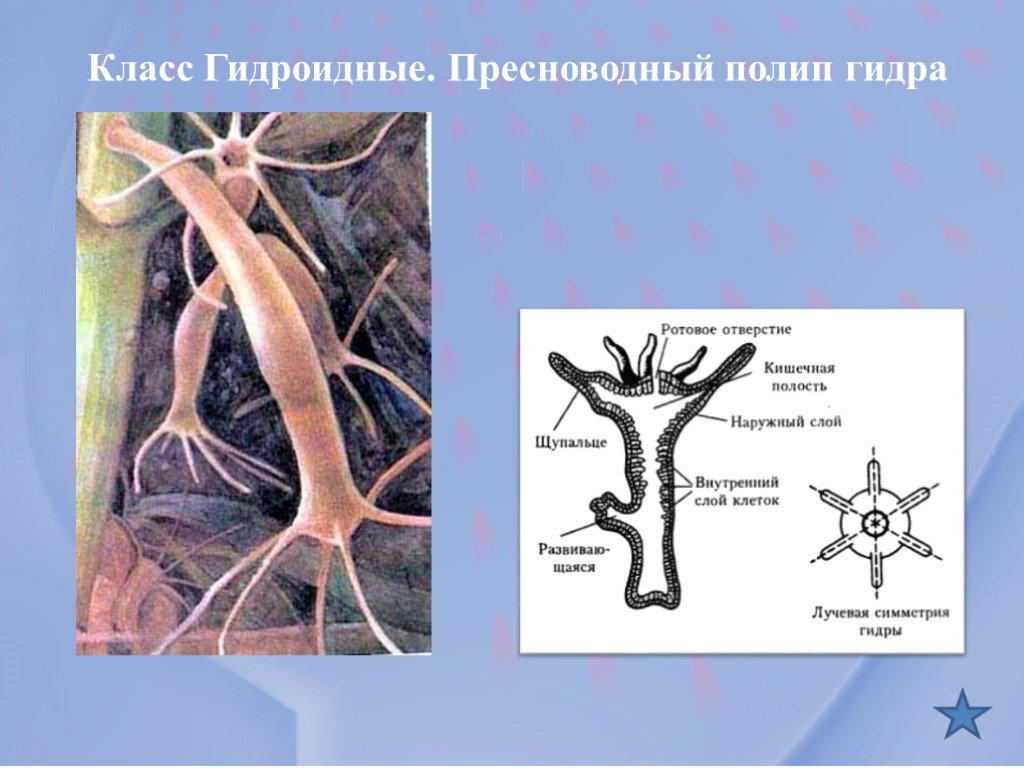 Кракен ссылка в тор